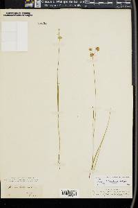 Juncus filipendulus image