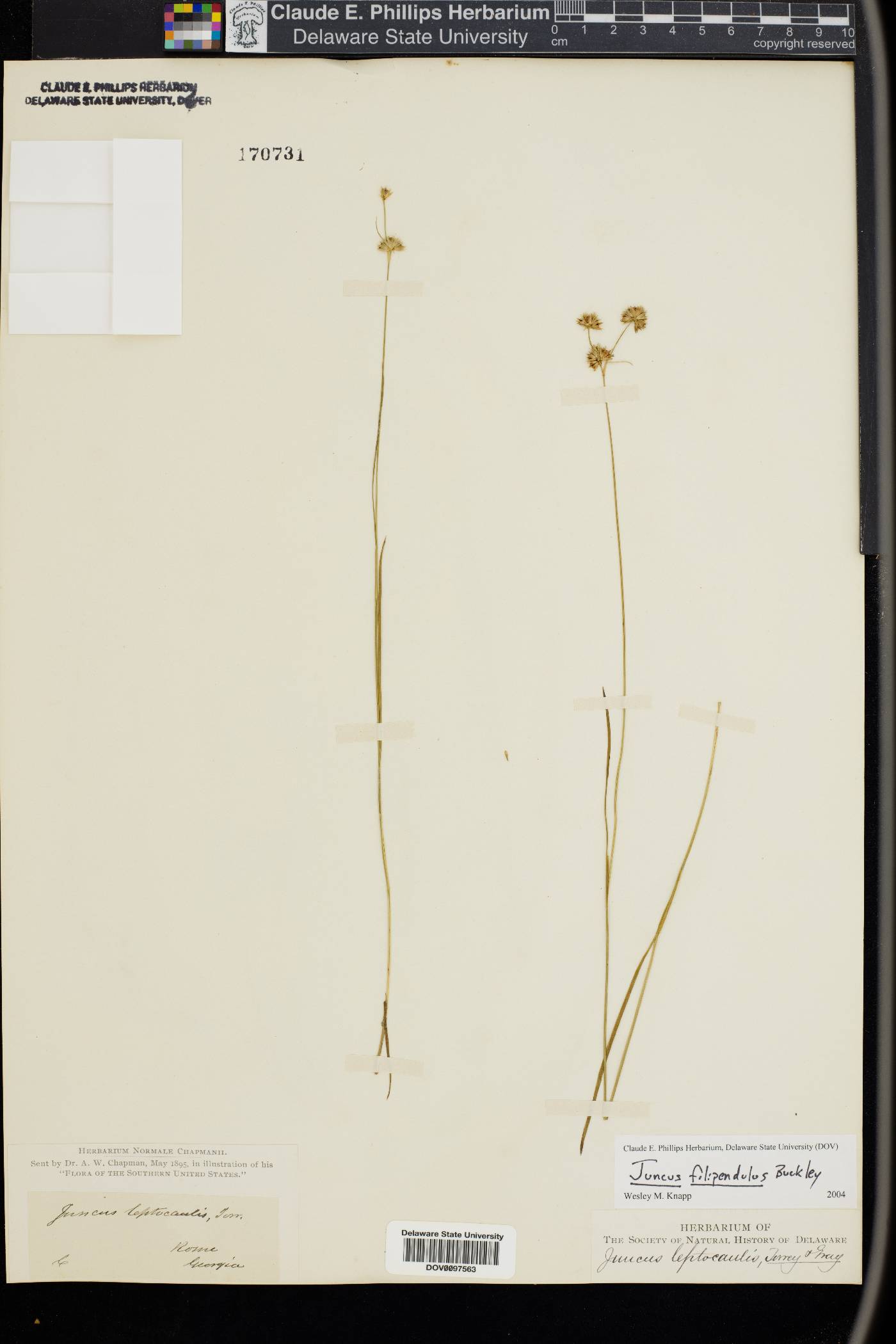 Juncus filipendulus image