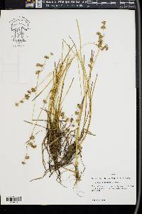 Juncus filipendulus image