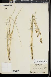 Juncus gerardii image