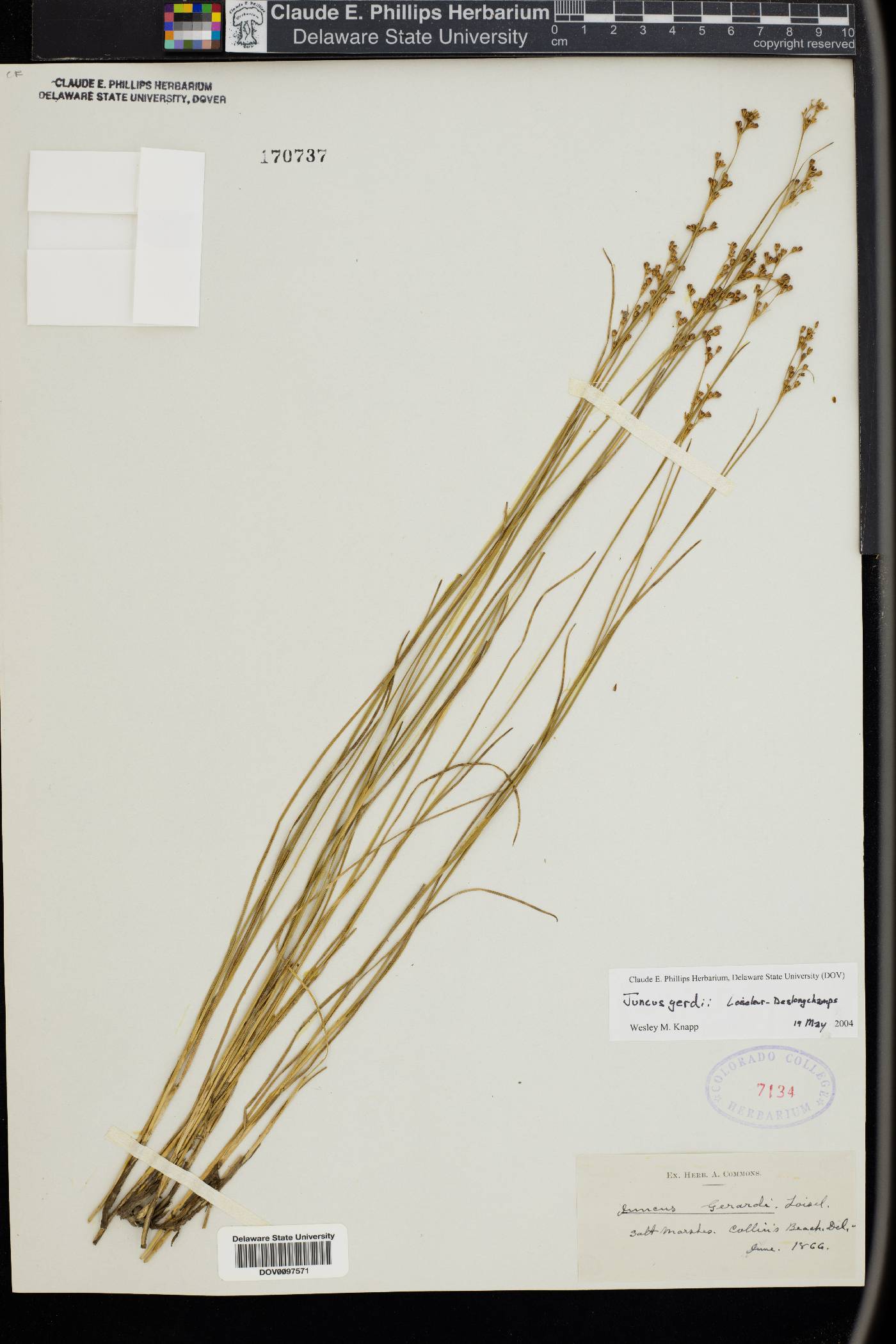 Juncus gerardii image