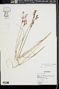 Juncus gerardii image