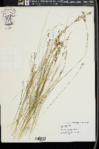 Juncus gerardii image