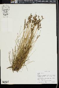 Juncus gerardii image