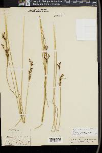 Juncus gerardii image