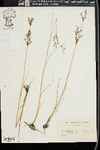 Juncus gerardii image