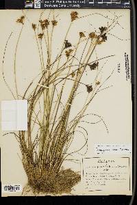 Juncus greenei image