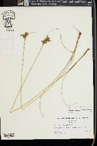 Juncus greenei image