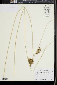 Juncus inflexus image