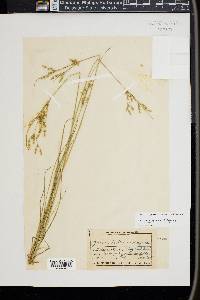 Juncus interior image