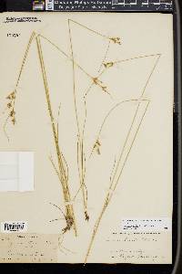 Juncus interior image