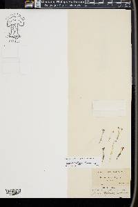 Juncus kelloggii image