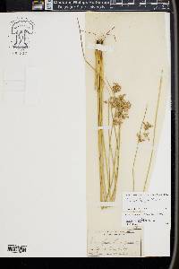 Juncus laccatus image