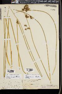 Juncus lesueurii image