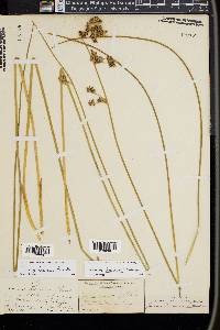 Juncus lesueurii image