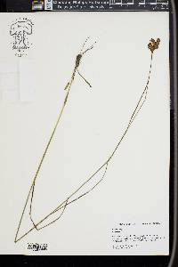 Juncus longii image