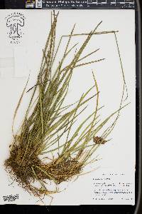 Juncus longii image