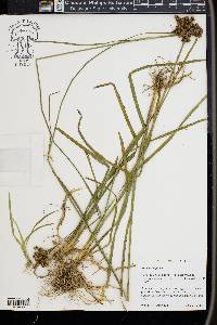 Juncus longii image