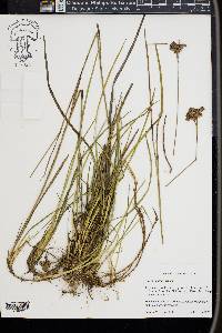 Juncus longii image