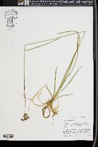 Juncus longii image