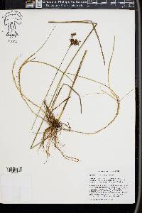 Juncus longii image