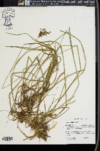 Juncus longii image