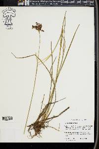 Juncus longii image