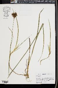 Juncus longii image