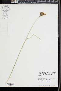 Juncus longii image