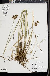 Juncus longii image