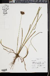 Juncus longii image