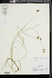 Juncus longistylis image