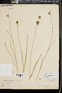 Juncus longistylis image