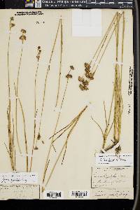 Juncus longistylis image