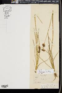 Juncus longistylis image