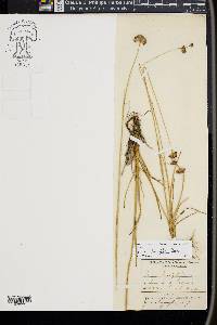 Juncus longistylis image