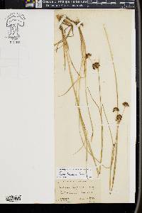 Juncus longistylis image