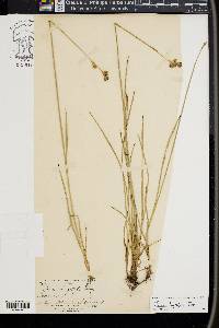 Juncus longistylis image