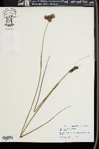 Juncus megacephalus image