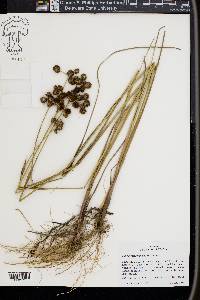 Juncus megacephalus image