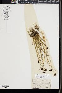 Juncus mertensianus image