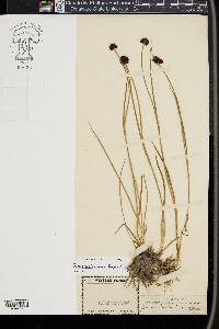 Juncus mertensianus image