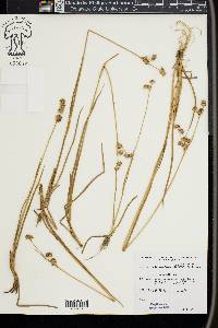 Juncus micranthus image