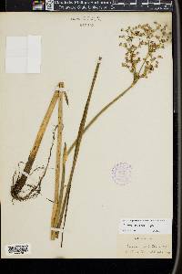 Juncus militaris image