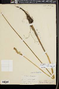 Juncus militaris image