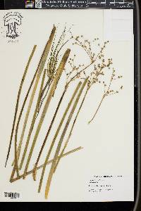 Juncus militaris image