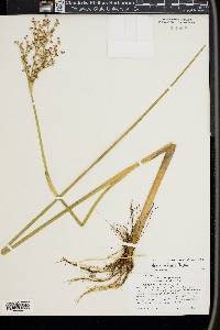 Juncus militaris image
