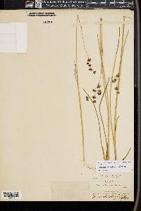 Juncus nevadensis image