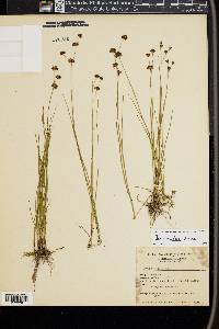 Juncus nevadensis image