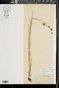 Juncus nevadensis image